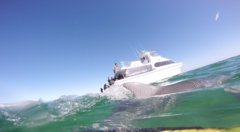 Perth Wildlife Encounters Dolphin Swim in Western Australia