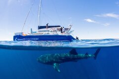Swim with the whale sharks on this incredible tour by catamaran. We've got online bookings live now for instant confirmation.  Book online today with Sightseeing Pass Australia