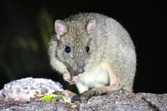 Join us on our nocturnal wildlife tour in Margaret River for a special evening to observe a colony of Woylies in their natural environment. Book online today with Sightseeing Pass Australia.