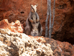 Rock wallaby is a popular sighting on the beautiful Yardie Creek Boat Cruise.  Book with Sightseeing Pass Australia today to secure your seat on this amazing experience.