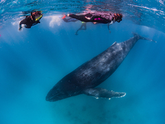 Enjoy a humpback whale tour that departs from Exmouth Western Australia  | Book with Sightseeing Pass Australia today!