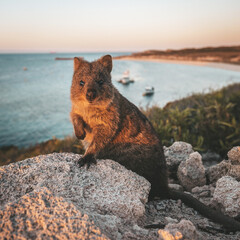 Book your Rottnest Island Ferry with local award winning agency Sightseeing Pass Australia, Perth's experts!