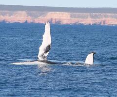 Jump on a whale watching tour in Kalbarri.  Book online with Sightseeing Pass Australia today!