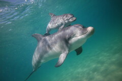 Visit the Bunbury Dolphin Discovery Centre with the kids these school holidays.  Book your tickets online today with local agent Sightseeing Pass Australia.