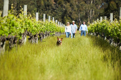 Enjoy a wine tasting at the elegant Passel Estate.  Book online today with Sightseeing Pass Australia.
