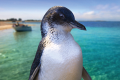 Visit the penguins at penguin island western australia