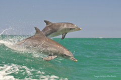 Dolphins surfing a wave at Penguin Island Western Australia