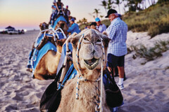 Jump on a camel and enjoy a Broome sunset from a different view!  Book online before you arrive in Broome to avoid disappointment.  Sightseeing Pass Australia!