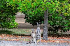 Walk into Luxury - 4 Day Cape to Cape Experience Western Australia | Booking Agent Sightseeing Pass Australia Walk into Luxury on this 4 Day Signature Cape to Cape Walking Tour staying at Injidup Retreat and all meals include. Book online with the local WA experts at Sightseeing Pass Australia today for tours in 2022.
