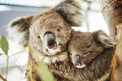 Visit Caversham Wildlife Park in Perth to see some of Australia's best wildlife such as koalas and kangaroos.