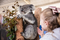 Visit Caversham Wildlife Park in Perth to see some of Australia's best wildlife such as koalas and kangaroos.