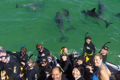  Hands down one of the best tours in Perth is the once in a life time experience of swimming with wild dolphins.