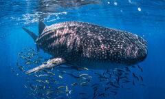 Book your Whale Shark Swim with Sightseeing Pass today.  Tours from Coral Bay available. Enquire for details and prices.
