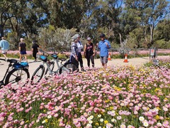 Pedals & Petals - Wildflower Festival Bike tour of Kings Park * SEPT only *