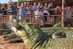 Malcolm Douglas Crocodile Park Tour, Broome Western Australia | Sightseeing Pass Australia on sale now!