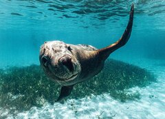 Join one of Perth's most popular wildlife encounters, the 3 Island Snorkel, Wildlife & Seafood Cruise and get right up close to the playful marine wildlife.  Book in advance today with Sightseeing Pass Australia.