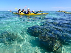 Ningaloo Coral By Kayak, Western Australia, Exmouth Adventure Co. Sightseeing Pass Australia