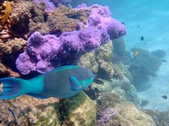 Fish and Coral Snorkel Ningaloo Coral By Kayak, Exmouth Adventure Co. Sightseeing Pass Australia