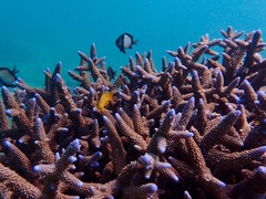 Ningaloo Coral By Kayak Tour, Exmouth Adventure Co. Sightseeing Pass Australia