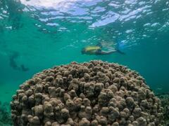 Coral By Kayak, Exmouth Adventure Co. Sightseeing Pass Australia