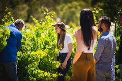 Vineyard - Cider, Wine & Whiskey Tour, Up Close and Personal Tours, Sightseeing Pass Australia