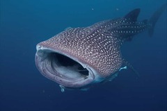 Whale Shark Snorkelling Adventure, Exmouth Western Australia with Kings Ningaloo Reef Tours
