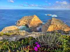 Wildflowers, Whalers Way, 1-Day Port Lincoln Tour, South Australia, Untamed Escapes, Sightseeing Pass Australia