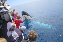 Busselton Whale Watching Eco Tours