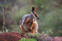 6-Day Eyre Peninsula & Flinders Ranges Adventure Tour, Untamed Escapes, Sightseeing Pass Australia