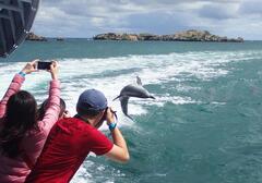 Dolphin Penguin & Sea lion Cruise - Wild Luxury Package for 2, Perth Wildlife Encounters, Sightseeing Pass Australia