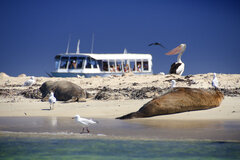 Seal Island, Dolphin Penguin & Sea lion Cruise - Wild Luxury Package for 2, Perth Wildlife Encounters, Sightseeing Pass Australia