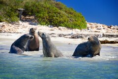Seal Island, Dolphin Penguin & Sea lion Cruise - Wild Luxury Package for 2, Perth Wildlife Encounters, Sightseeing Pass Australia