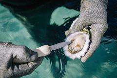 Join this Coffin Bay Oyster Farm Tour whilst visiting South Australia.  Book with Sightseeing Pass Australia today.