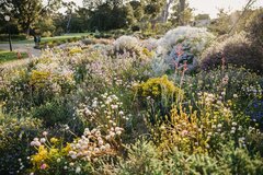 See the best of Perth's wildflowers on this full day tour.  Book today with Sightseeing Pass Australia, your award winning expert travel company!