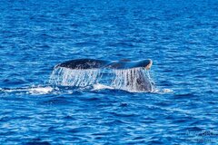 Sunset Humpback Whale Watching Cruise, Exmouth Western Australia.  Book online today for instant confirmation with Sightseeing Pass Australia.