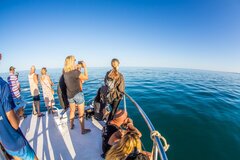 Sunset Humpback Whale Watching Cruise, Exmouth Western Australia.  Book online today for instant confirmation with Sightseeing Pass Australia.