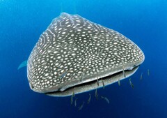 Whale Shark & Whale Watching Ningaloo Reef Eco Tour (Aug-Oct).  Book online today with award winning specialists Sightseeing Pass Australia.