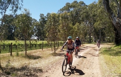 McLaren Vale Bike & Wine Tour.  Book online today to join this incredible tour that everyone is talking about.  Visit Sightseeing Pass Australia to book.