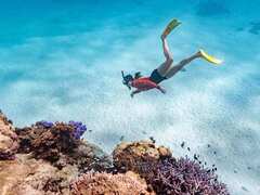 Ningaloo Reef Snorkel Adventure is a must do experience when you visit the Ningaloo Reef in Western Australia.  Book online today with Sightseeing Pass Australia