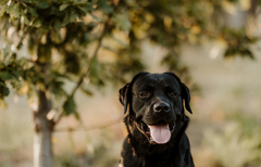 Margaret River Truffle Hunt Experience.  Book your tour for next truffle season with Sightseeing Pass Australia.