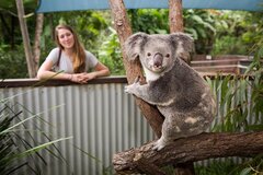 Hartley's Crocodile Adventures from Cairns is a must do experience.  Book online today for your tour with Sightseeing Pass Australia