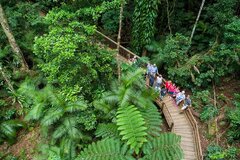 Cape Tribulation, Daintree & Mossman Gorge Full Day Tour from Cairns.  Book today with Sightseeing Pass Australia