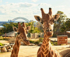 Taronga Zoo General Entry, Sydney Australia Visit Taronga Zoo in Sydney, one of Australia's most popular experiences. Book online today with Sightseeing Pass Australia