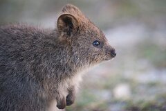Bayseeker Tour Rottnest Island Perth, Western Australia Bayseeker Island Tour Rottnest Island is a great way to see the Island in air conditioned comfort. Book online today with Sightseeing Pass Australia