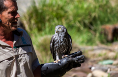 Healesville Sanctuary and Phillip Island Wildlife Park Bus Tour.  Book online today with Sightseeing Pass Australia.