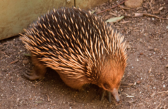 Healesville Sanctuary and Phillip Island Wildlife Park Bus Tour.  Book online today with Sightseeing Pass Australia.