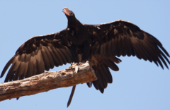 Healesville Sanctuary and Phillip Island Wildlife Park Bus Tour.  Book online today with Sightseeing Pass Australia.