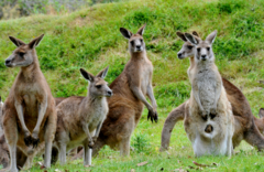 Puffing Billy And Healesville Sanctuary Scenic Bus Tour.  Book online today with Sightseeing Pass Australia for all your Melbourne Sightseeing experiences.
