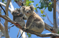 Puffing Billy And Healesville Sanctuary Scenic Bus Tour.  Book online today with Sightseeing Pass Australia for all your Melbourne Sightseeing experiences.