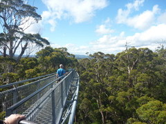 Walk among the canopies on the 600-metre long elevated walkway which reaches up to 40 metres above ground
